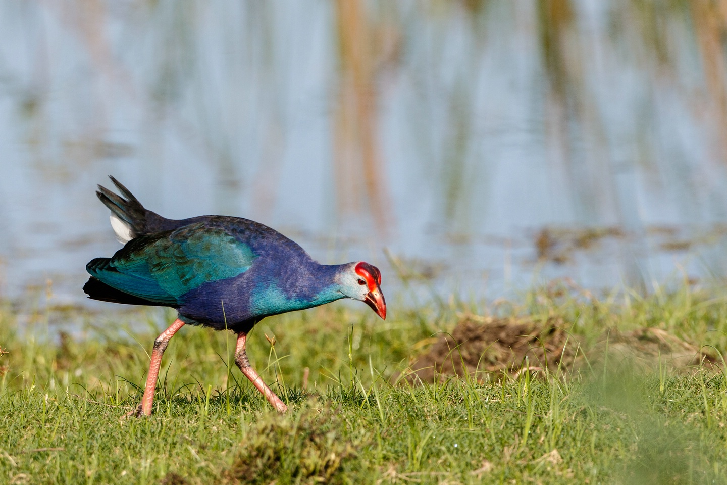 Graukopf Purpurhuhn